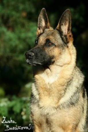 Rex