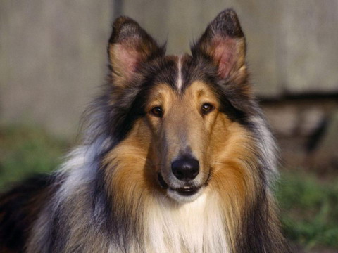 collie.jpg